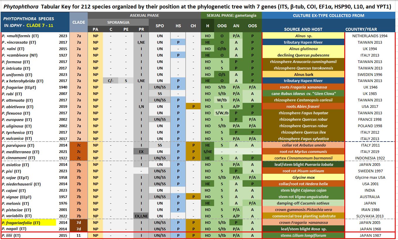    Phytophthora  spp. in subclade 7d:  Morphological Tabular key (PDF) and Tabular key legends (PDF) in IDphy2 KEY SECTION. Notice the data of   P. fragariaefolia  Ex-type CBS 135747 = Samp;T BL 141.  Gloria Abad, USDA Samp;T.
